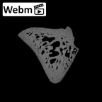 NH CAM2 160 Papio anubis trapezoid right ct stack movie