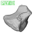 NH CAM2 160 Papio anubis trapezoid right ply