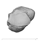 NH CAM2 160 Papio anubis triquetrum right distal