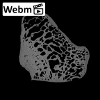 NH CAM2 160 Papio anubis triquetrum right ct stack movie