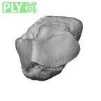 NH CAM2 160 Papio anubis triquetrum right ply