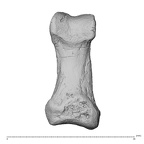hand phalanx first proximal left
