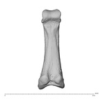 hand phalanx fourth proximal left