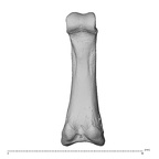 hand phalanx third proximal left