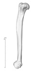 NH CAM2 160 papio anubis humerus right medial