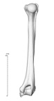 NH CAM2 160 papio anubis humerus right posterior