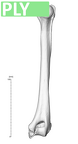 NH CAM2 160 papio anubis humerus right ply