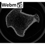 NH CAM2 160 Papio anubis humerus right proximal ct stack movie