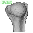 NH CAM2 160 Papio anubis humerus right proximal ply