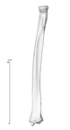 NH CAM2 160 papio anubis radius right anterior