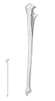 NH CAM2 160 papio anubis ulna right lateral