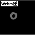 NH CAM2 160 Papio anubis ulna right ct stack movie