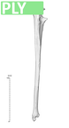 NH CAM2 160 papio anubis ulna right ply
