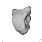 NH MER39 222 Piliocolobus preussi hamate right ulnar