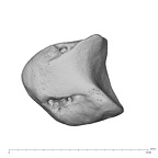 NH MER39 222 Piliocolobus preussi lunate right disto-ulnar