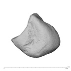 NH MER39 222 Piliocolobus preussi lunate right proximo-radial
