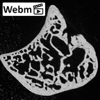 NH MER39 222 Piliocolobus preussi lunate right ct stack movie