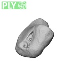 NH MER39 222 Piliocolobus preussi lunate right ply