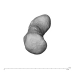 NH MER39 222 Piliocolobus preussi pisiform right proximal