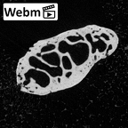 NH MER39 222 Piliocolobus preussi pisiform right ct stack movie