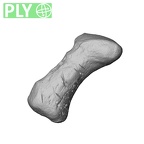 NH MER39 222 Piliocolobus preussi pisiform right ply