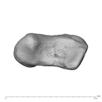 NH MER39 222 Piliocolobus preussi scaphoid right distal