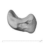 NH MER39 222 Piliocolobus preussi scaphoid right disto-radial
