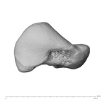 NH MER39 222 Piliocolobus preussi scaphoid right proximal