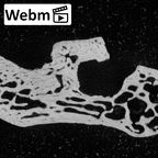 NH MER39 222 Piliocolobus preussi scaphoid right ct stack movie