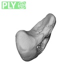 NH MER39 222 Piliocolobus preussi scaphoid right ply