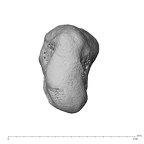 NH MER39 222 Piliocolobus preussi trapezium right proximo-radial