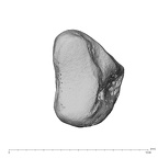 NH MER39 222 Piliocolobus preussi trapezium right ulnar