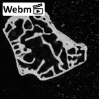 NH MER39 222 Piliocolobus preussi trapezium right ct stack movie