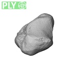 NH MER39 222 Piliocolobus preussi trapezium right ply