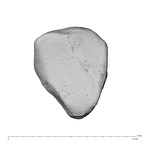 NH MER39 222 Piliocolobus preussi trapezoid right distal