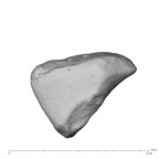 NH MER39 222 Piliocolobus preussi trapezoid right proximal