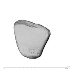 NH MER39 222 Piliocolobus preussi trapezoid right radial