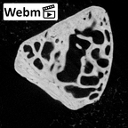 NH MER39 222 Piliocolobus preussi trapezoid right ct stack movie