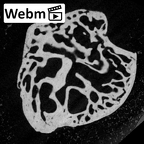 NH MER39 222 Piliocolobus preussi triquetrum right ct stack movie