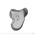 NH MER39 223 Piliocolobus preussi capitate left ulnar