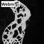 NH MER39 223 Piliocolobus preussi capitate left ct stack movie