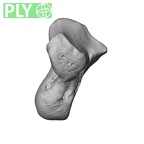 NH MER39 223 Piliocolobus preussi capitate left ply