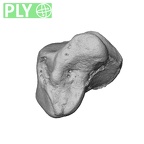 NH MER39 223 Piliocolobus preussi hamate left ply