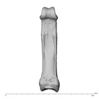 hand phalanx fourth proximal left