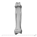 hand phalanx second proximal left