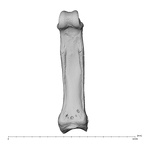 hand phalanx third proximal left