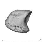 NH MER39 223 Piliocolobus preussi lunate left disto-ulnar