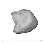 NH MER39 223 Piliocolobus preussi lunate left proximo-radial