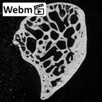 NH MER39 223 Piliocolobus preussi lunate left ct stack movie