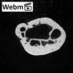 NH MER39 223 Piliocolobus preussi pisiform left ct stack movie